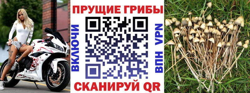Псилоцибиновые грибы Cubensis  Полесск 